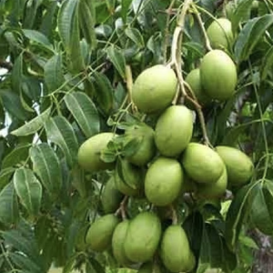 Amra / Hog Plum Mango